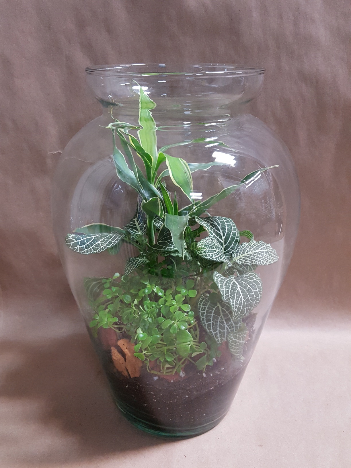 Terrarium, Ming Karthauser & Sons, Inc